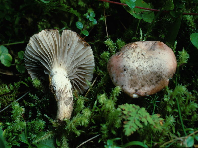 Specie interessanti dalla Lapponia